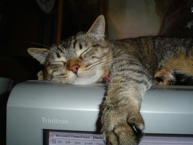 Photo of cat sprawled out comfortably on a silver Trinitron CRT monitor, eyes closed