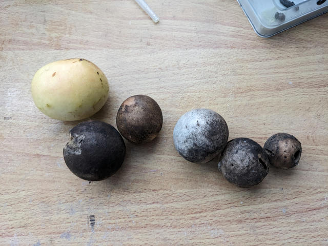 Photo of one fresh yellow oak gall, along with five dark-colored dried-up galls.