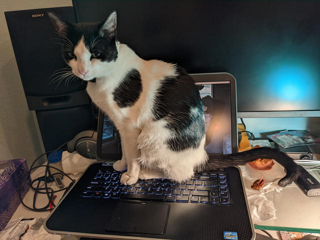 Moomoo sitting on my laptop