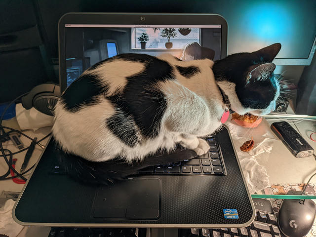 Moomoo resting on my laptop