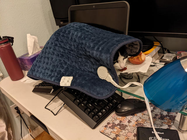 Moomoo loafing under a heated blanket on my warm laptop